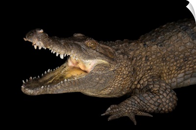 New Guinea crocodile at the Saint Augustine Alligator Farm Zoological Park