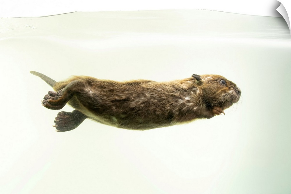 A 12-week-old North American beaver (Castor canadensis) at Nebraska Wildlife Rehab in Omaha, Nebraska.