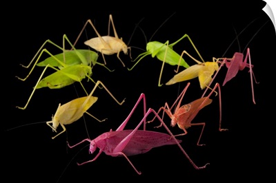 Oblong-Winged Katydids At The Insectarium In New Orleans