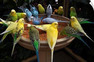 Parakeets or budgies