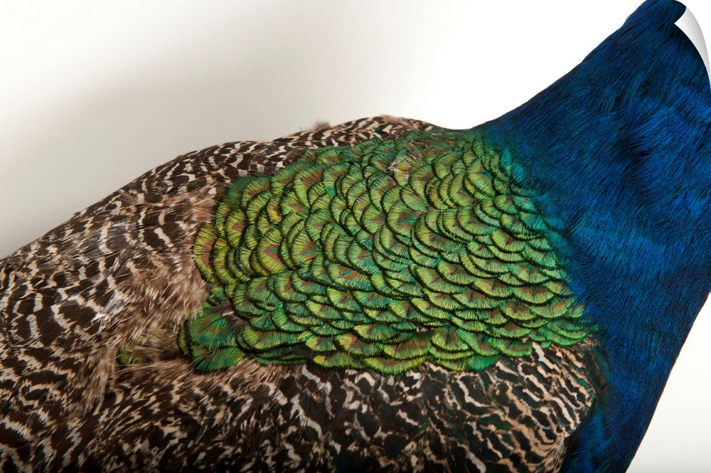 Indian blue peafowl (Pavo cristatus) at the Lincoln Children's Zoo.
