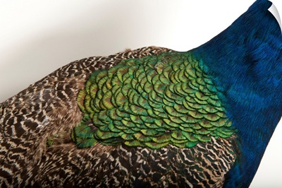 Part of an Indian peafowl, at the Lincoln Children's Zoo