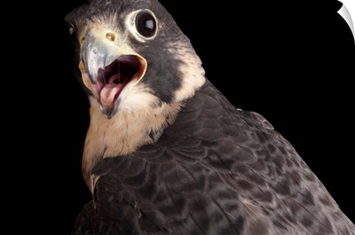 Portrait of a peregrine falcon, Falco peregrinus anatum