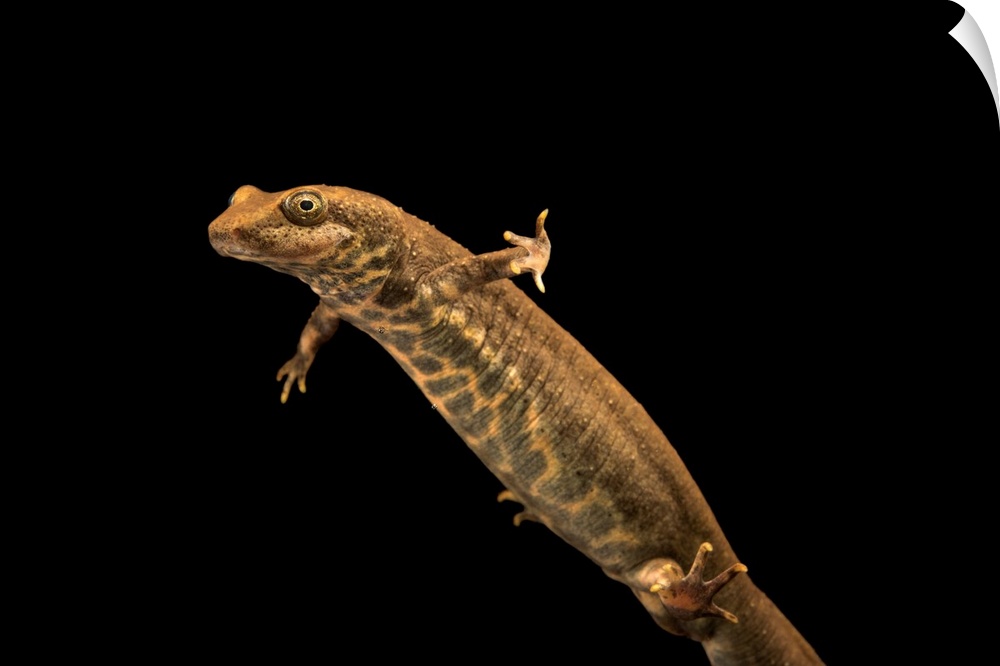 Sardinian brook salamander or Sardinian mountain newt, Euproctus platycephalus, at the London Zoo.