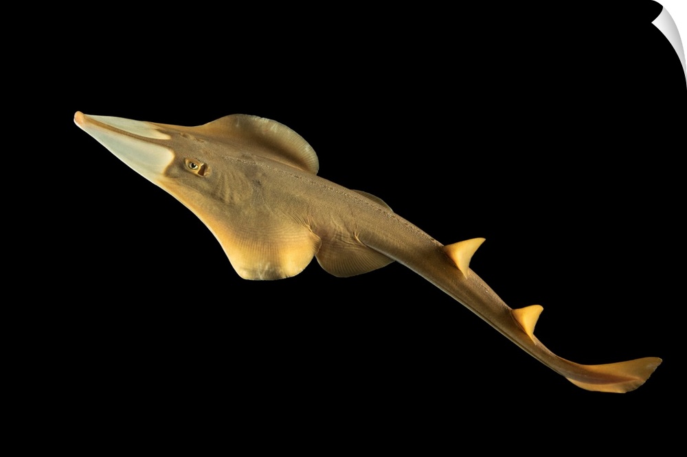 Shovelnose ray, Glaucostegus typus, at Shark Reef Aquarium.