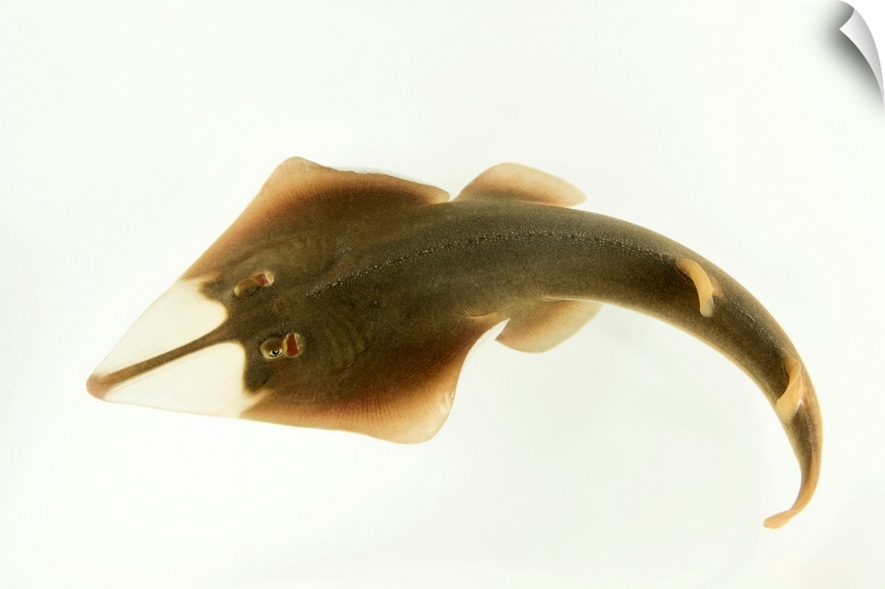 Shovelnose ray, Glaucostegus typus, at Shark Reef Aquarium.