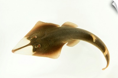 Shovelnose ray, Glaucostegus typus, at Shark Reef Aquarium