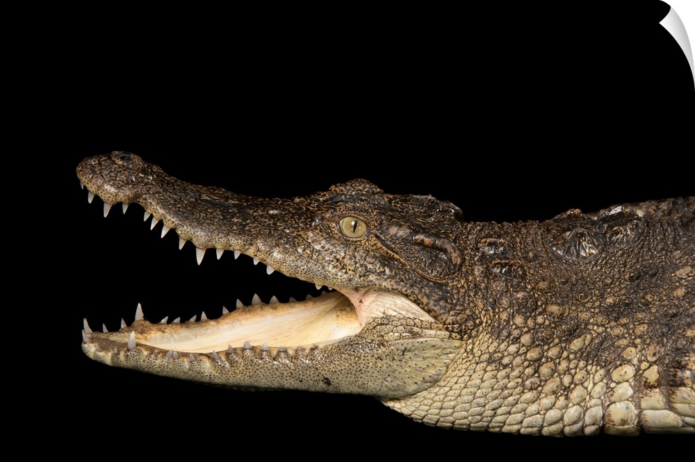 Siamese crocodile, Crocodylus siamensis, at the Saint Augustine Alligator Farm Zoological Park.