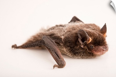 Silver haired bat, Lasionycteris noctivagans, from RD Wildlife Management