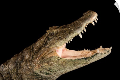 Smooth fronted caiman at the Saint Augustine Alligator Farm Zoological Park