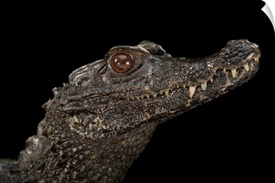 Smooth fronted caiman at the Saint Augustine Alligator Farm Zoological Park