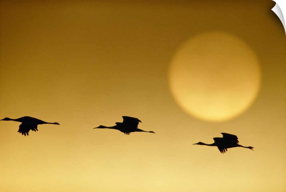 Snow geese flying by the sun at twilight, Squaw Creek National Wildlife Refuge, Missouri