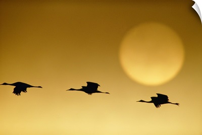 Snow geese flying by the sun at twilight, Squaw Creek National Wildlife Refuge, Missouri