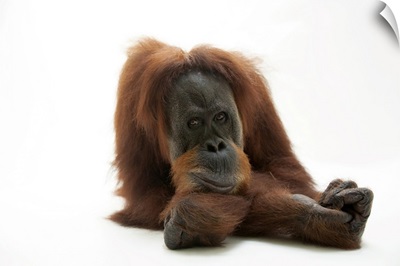 Sumatran Orangutan At The Gladys Porter Zoo In Brownsville, TX