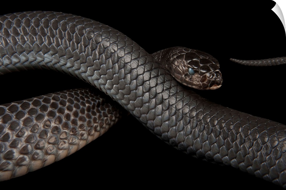 Texas indigo snake (Drymarchon melanurus erebennus) at the Fort Worth Zoo.