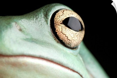The eye and face of a Whites tree frog, Pelodryas caerulea