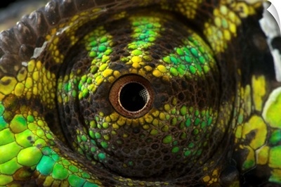 The eye of a veiled chameleon