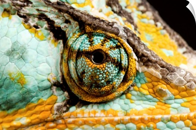 The eye of a veiled chameleon, Chamaeleo calyptratus
