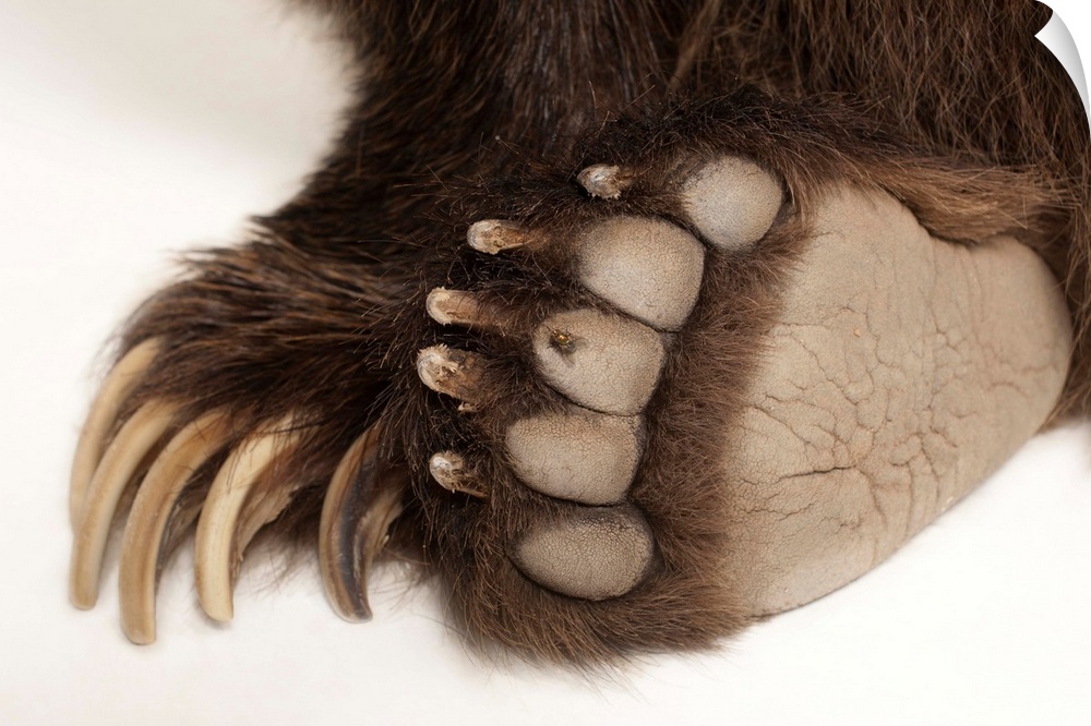 The paws of a grizzly bear, Ursus arctos horribilis.