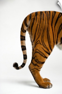 The tail end of an endangered Malayan tiger, Panthera tigris jacksoni
