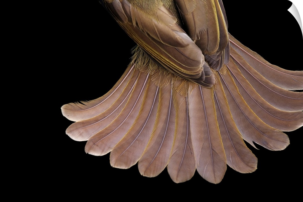 The tail feathers of a little greenbul bird, Andropadus virens.