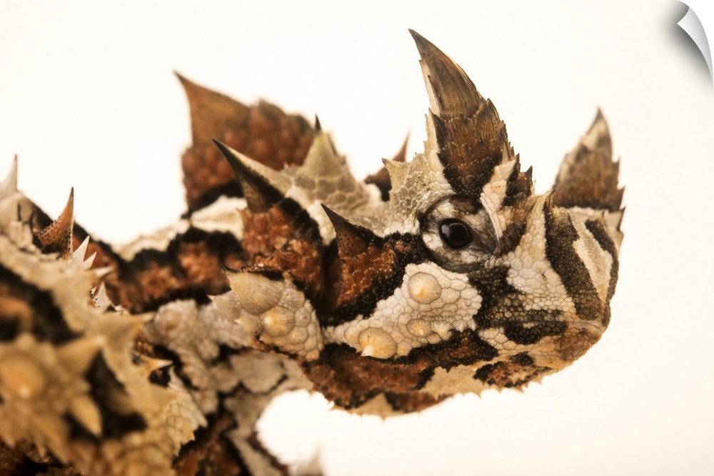 Thorny devil (Moloch horridus) from the Melbourne Museum.