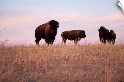 Three bison roam on a ranch