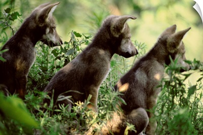 Three of eight pups of captive Mexican gray wolves, Wichita, Kansas