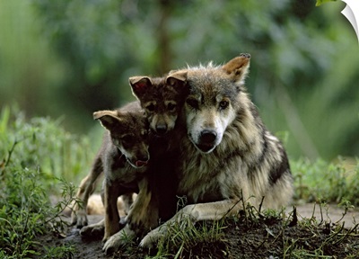 Two of eight pups with parent of captive Mexican gray wolves, Wichita, Kansas