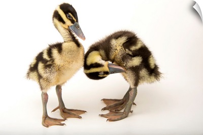 Two week old black bellied whistling ducklings at the Dallas World Aquarium