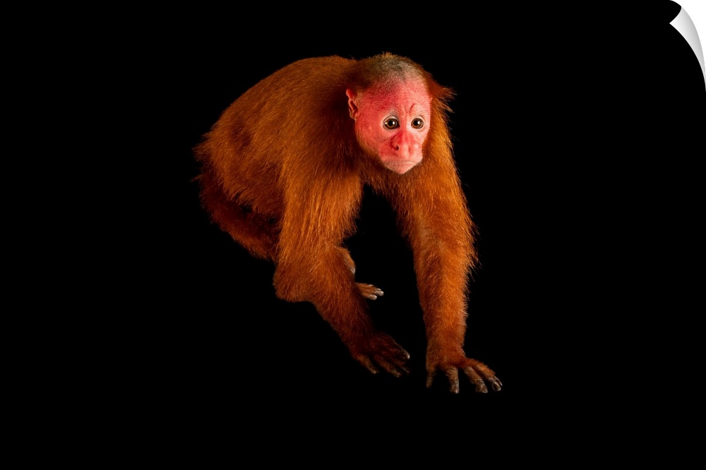 Ucayali bald-headed uakari monkey, (Cacajao calvus ucayalii) at the Pilpintuwasi Butterfly Farm and Amazon Animal Orphanage.