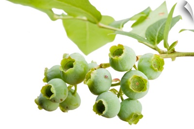 Unripe lowbush blueberries