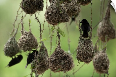 Weaverbirds build nests inside Queen Elizabeth National Park