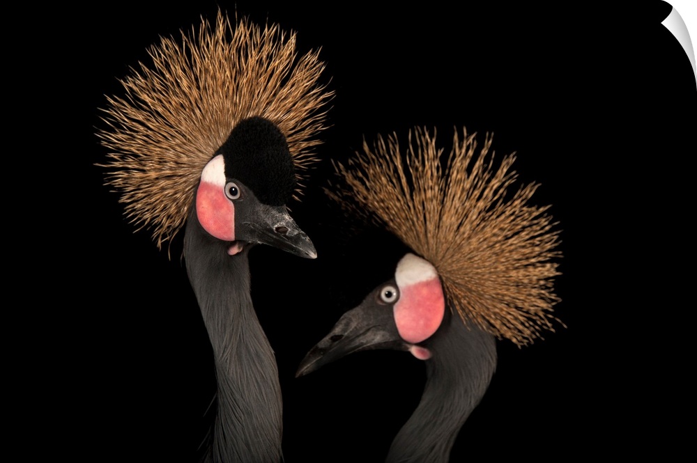 West African black-crowned cranes, Balearica pavonina pavonina, at the Columbus Zoo.