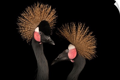 West African black-crowned cranes