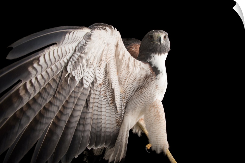 White tailed hawk, Geranoaetus albicaudatus, at the National Aviary of Colombia.
