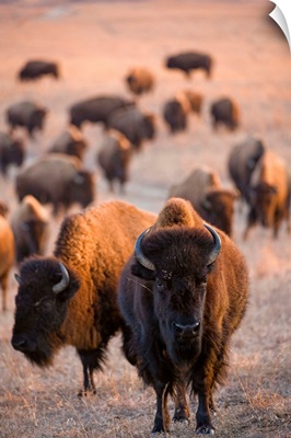 Wild American bison roam on a game preserve in Kansas