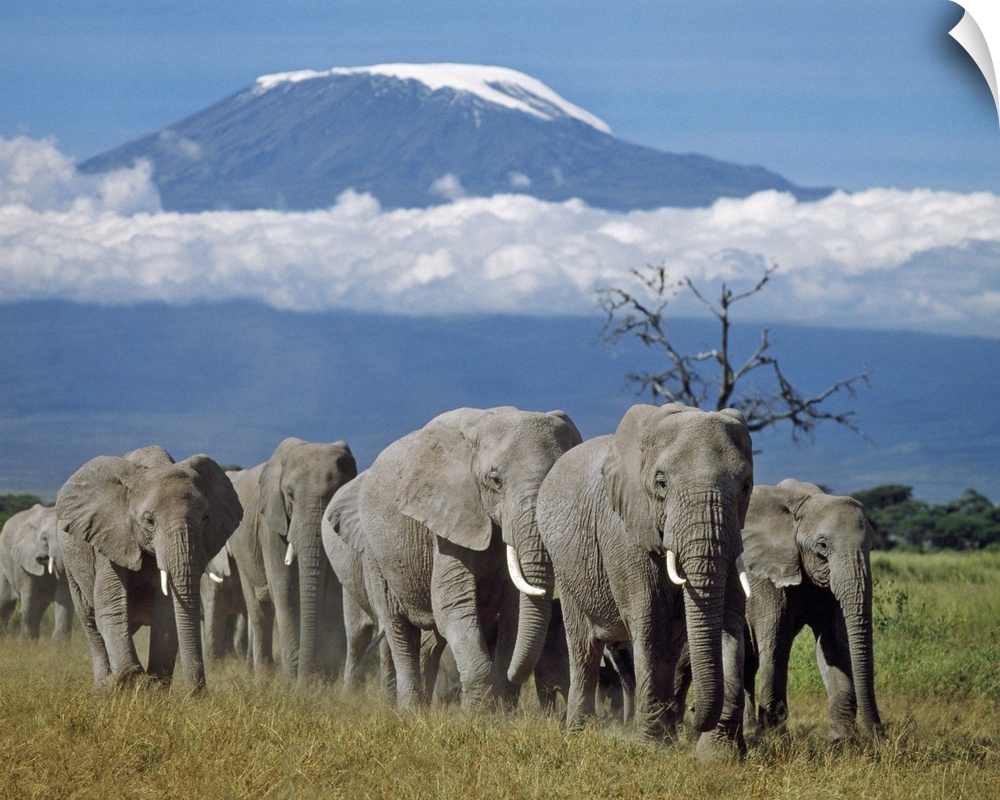 A herd of elephants with Mount Kilimanjaro in the background.