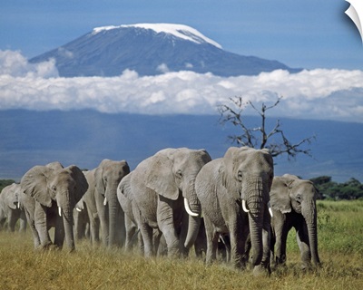 A herd of elephants with Mount Kilimanjaro in the background