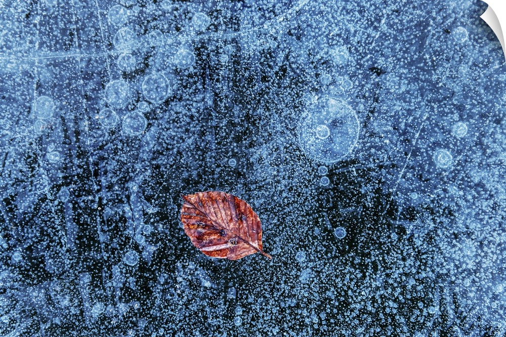 A lone leaf trapped in the ice on a frozen lake surface, Emilia Romagna, Italy