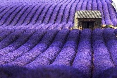 A Lonely Abandoned Farmhouse In The Middle Of Lavender's Fields, Provence, France