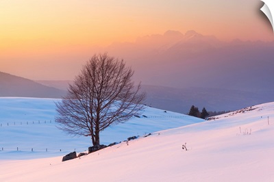 A Lonely Beech On Snowy Pastures Of Mezzomiglio, Farra d'Alpago, Veneto, Italy