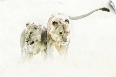 A Pair Of Lion (Panthera Leo) In The Maasai Mara National Reserve, Kenya