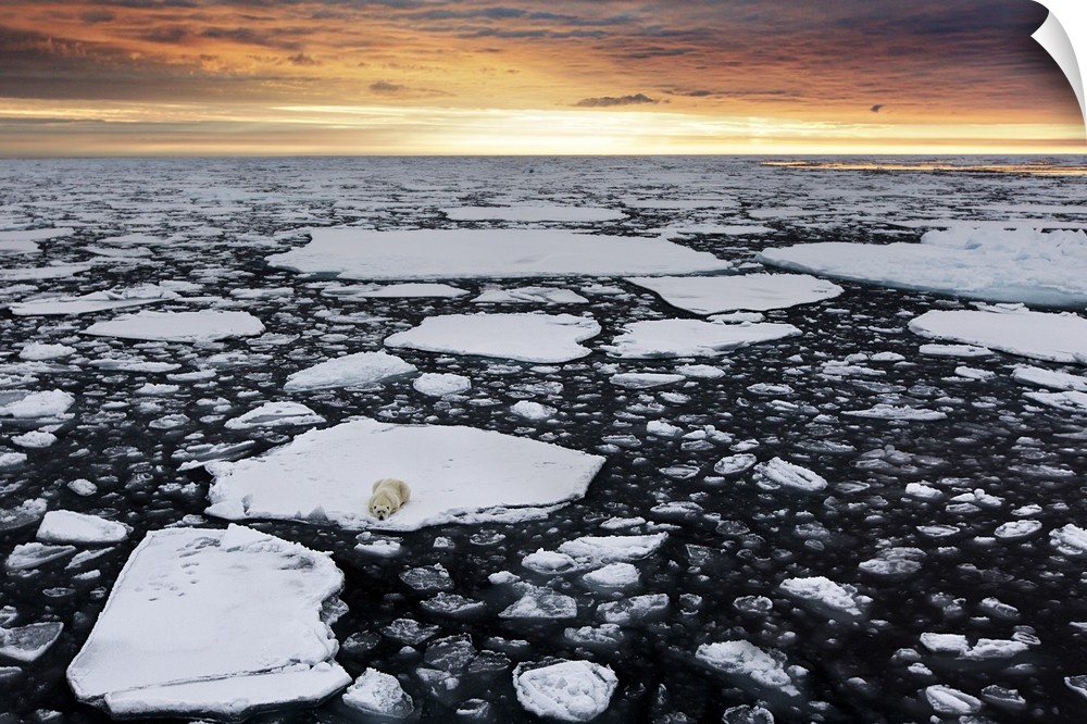 A polar bear rests in the drifting ice floating on the Arctic Ocean, Svalbard, Norway.