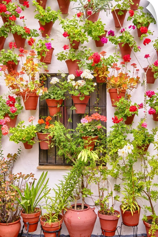 A traditional Patio of Cordoba, a courtyard full of flowers and freshness. Casa-Patio "El Langosta". San Basilio. Andaluci...