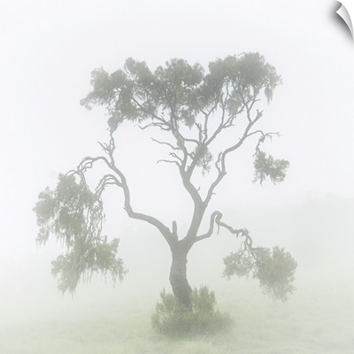 A Tree In The Mist In The Simien Mountains National Park, Ethiopia