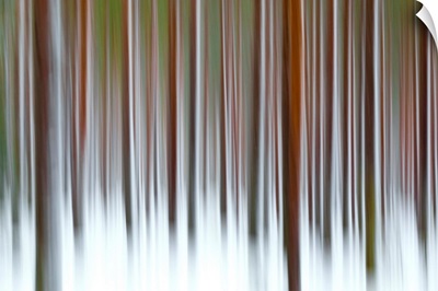 Abstract details of tree trunks in the snowy woods Alaniemi Rovaniemi, Finland
