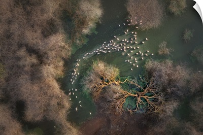 Aerial View Of Lesser Flamingos In Lake Bogoria, Kenya