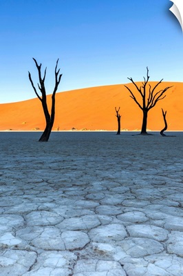 Africa, Namibia, Deadvlei, Namib desert, dead acacia trees
