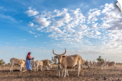 Africa, Senegal. A Fulani Woman Milking The Zebus.